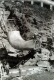 Construction of the Pulp Mill