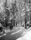 Group of Skiers on Back Trail