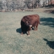 Cow in a pasture