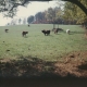 Cows in a pasture