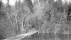 Trees behind water