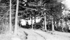 Dirt road into the woods