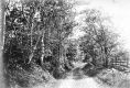 Birch trees alongside a road