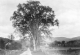 Tall deciduous tree in a rural scene