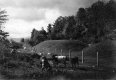 Cows grazing