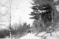 Snowy road in the woods