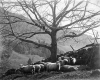 Sheep on a hill