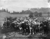 Cattle