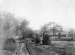 Trees lining a grassy path