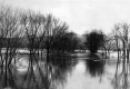 Trees in a body of water