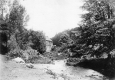 Stream and Deciduous trees