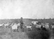 A man with sheep