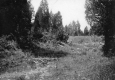 Grassy clearing and trees