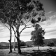 Bennington Landscape