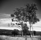 Bennington Landscape