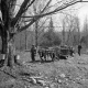 Team of Oxen Pulling Logs in the Lilie Sugar Bush