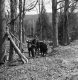 Team of Oxen in the Lillie Sugar Bush
