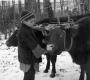 Boy with Team of Oxen