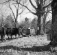 Team of Oxen in the Lillie Sugar Bush
