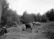 Cattle on Mt. Independence 
