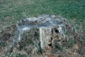 200 Year Old Stump