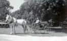 Buggy Ride