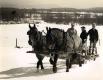 Horses pulling men on a sled
