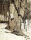 Sugar Maple Tree