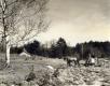 Transporting sugar maple sap