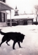 Dog at the DesLaurier Farm