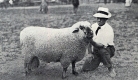 Imported Oxford Ram