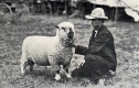 Shropshire Yearling Ewe