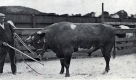 Shorthorn bull and owner