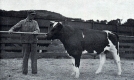 A registered Holstein-Frisian Bull