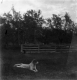 Dog relaxing on a lawn