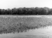 Flooded field