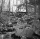 Creek through the forest