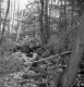 Creek through the forest