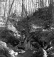 Creek through the forest