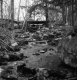 Creek through the forest