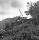 Hills Topped with Trees