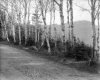 Dirt Road Scene