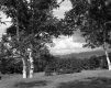 View Between Trees