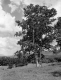 Birch Trees at Fairdale Farms