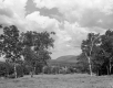 A Meadow on Fairdale