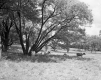 Cattle Rest at Fairdale Farms
