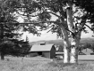 Barns through the Trees