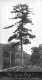 The Lone Pine