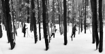 Three Skiers in the Forest