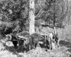 Sugar bush on South Stream Road